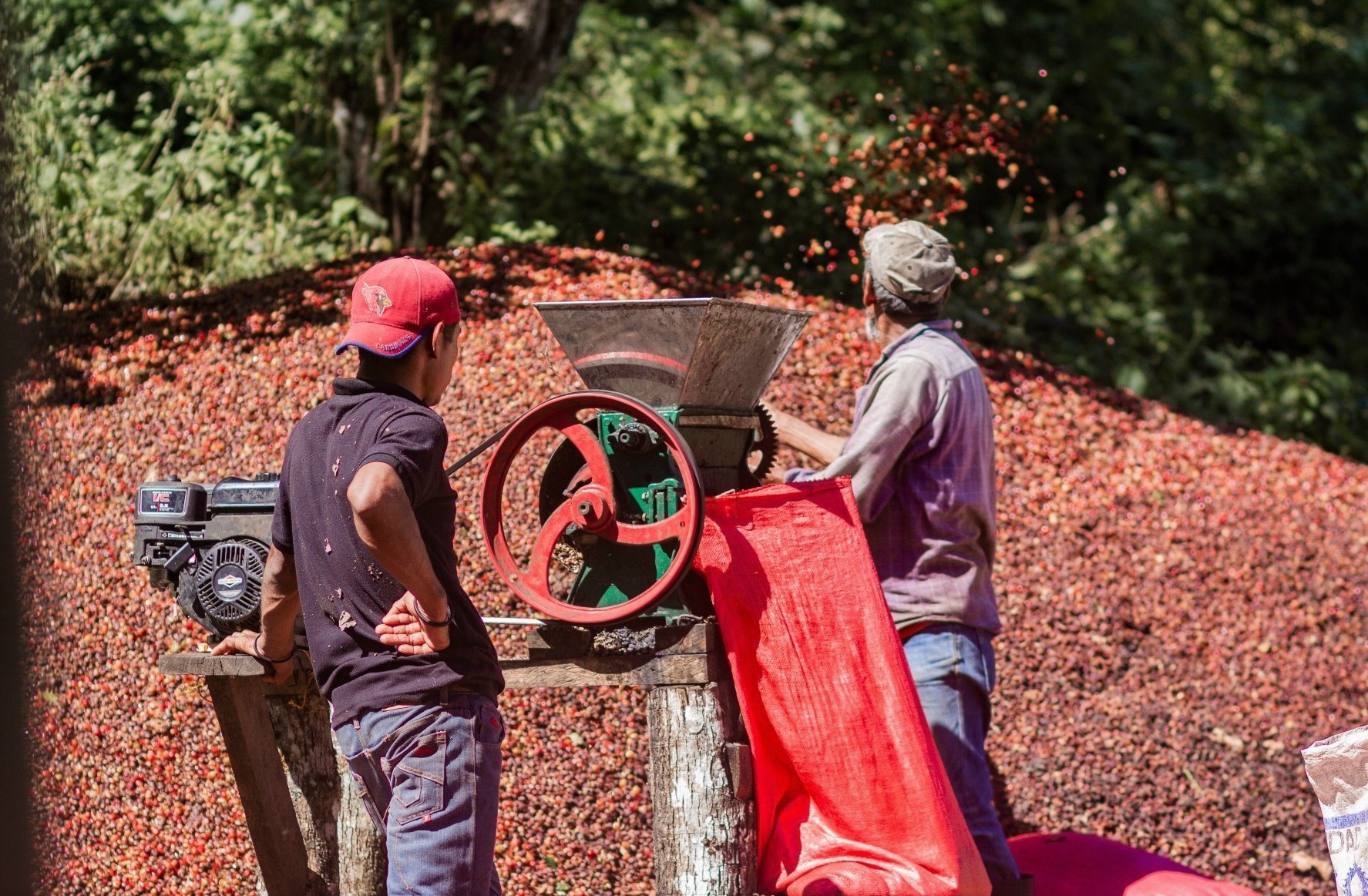 Nicaragua Coffee – Canta Gallo Coffee – 10lb